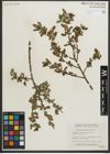 Foto von Salix myrtillifolia Anderson